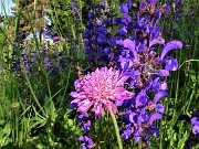 18 Scabiosa atropurpurea (Vedovella) con Knautia longifolia (Ambretta alpina)